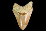 Serrated, Fossil Megalodon Tooth - Indonesia #148150-1